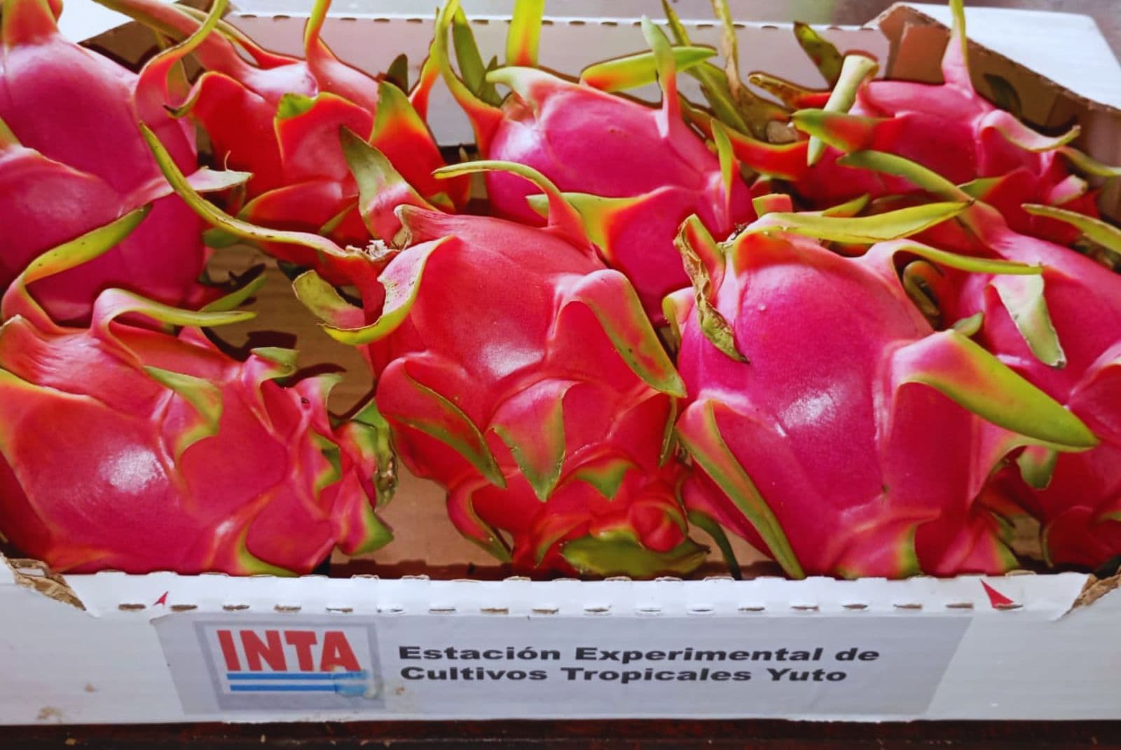 El INTA estudia la pitahaya