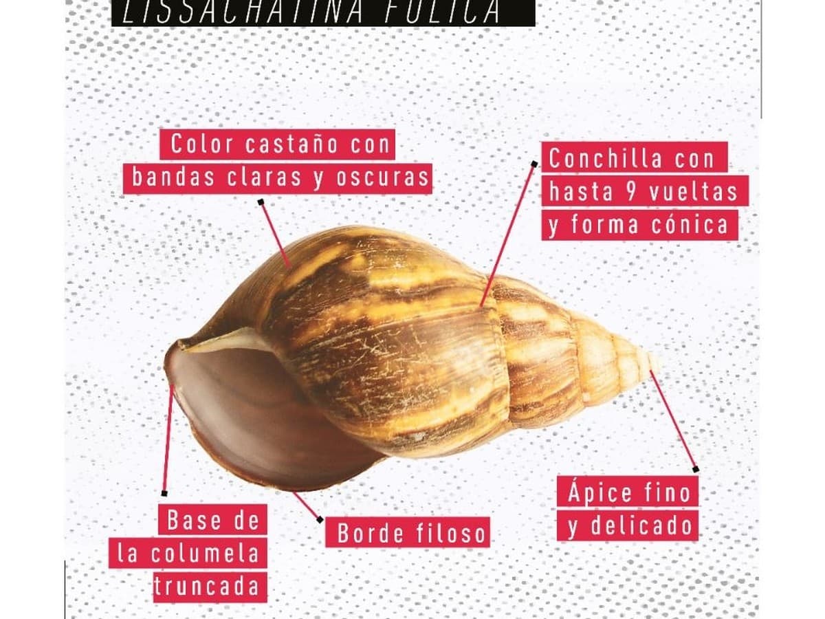 Caracol gigante africano: lo que tenés que saber